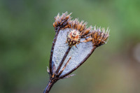 /album/foto-adriano/cimice-nezara-viridula-jpg/